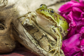 Green frog on a tree branch