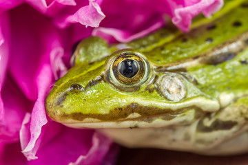 Frog ready to hunting