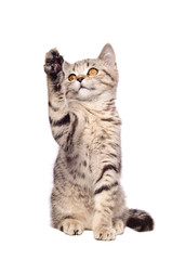 Obraz premium Frisky kitten Scottish Straight