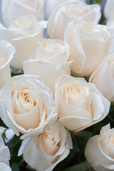 white roses as a floral background