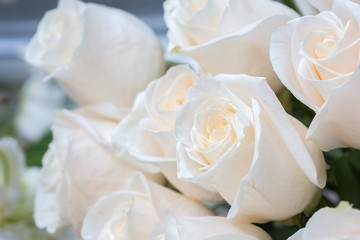 white roses as a floral background