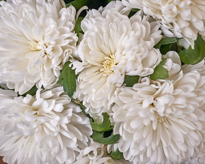 pale white chrysanthemum flowers closeup, natural background