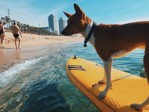 basenji dog is surfing