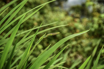 blurred image of wild grass and foliage, soft and green background.