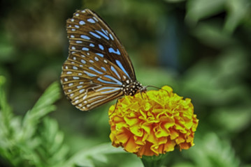 blurred and abstract the beauty of butterfly in nature, orange flower and green background