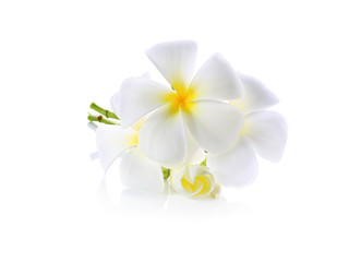 Frangipani (plumeria) flowers isolated on white