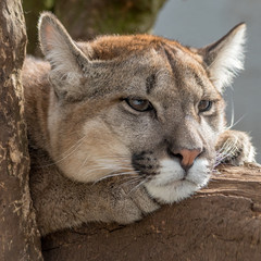 Naklejka premium Puma, Mountain Lion headshot lying on a branch