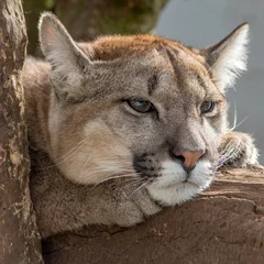 Fotobehang Puma, Mountain Lion headshot lying on a branch © L Galbraith