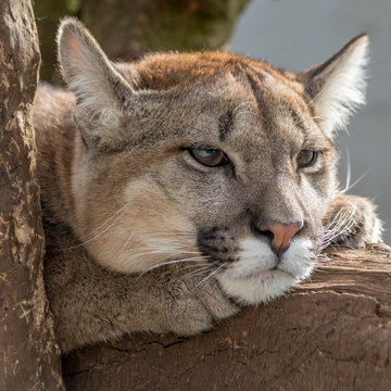 Puma, Mountain Lion Headshot Lying On A Branch