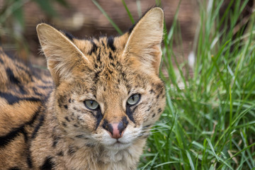 Serval