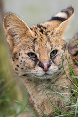Serval