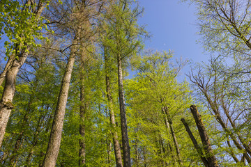 Baumriesen gen Himmel fotografiert