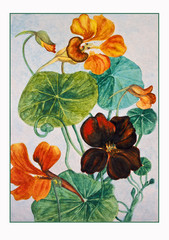 flower nasturtium, watercolor