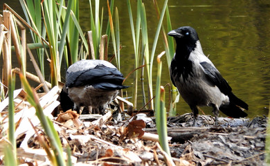 Predatory crows ready to hunting for ducks at the lake