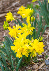 Beautiful daffodil