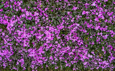 Fototapeta premium Pink moss