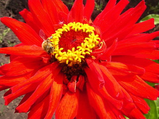 Пчелка на цветке