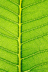 Green leaf background texture.
