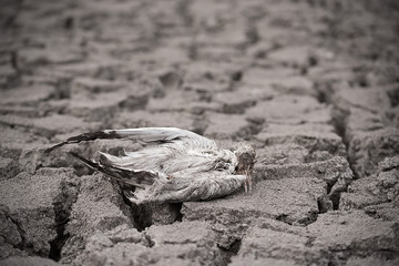 Dead bird on dry ground.
