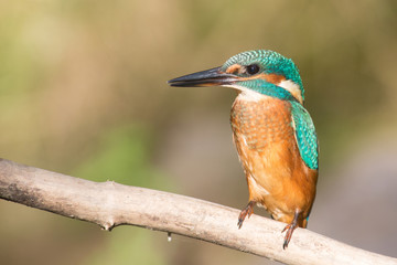 Eisvoegel - Jungvogel