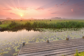 Fototapeta na wymiar dramatic sunrise over river with pier and cattle on pasture