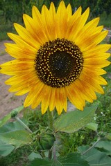 Ansicht einer Sonnenblume