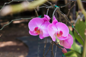 Pink orchids in the garden.