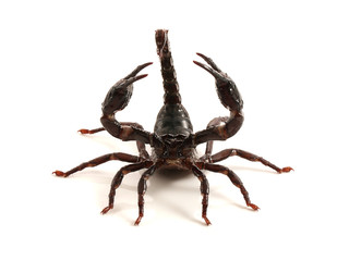 Scorpion