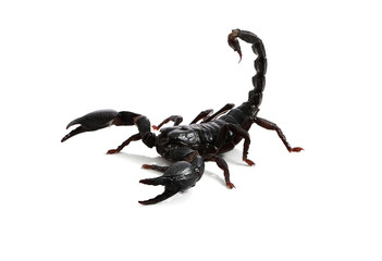 Emperor Scorpion ( Pandinus imperator) on white background.