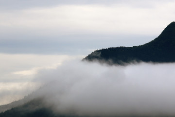 the mountain is forested in the fog