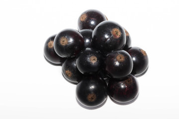 black currant isolated