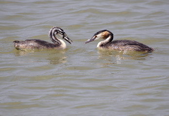 Great Crested Grebe