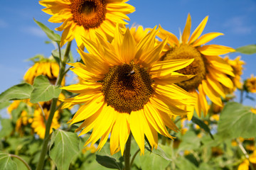 blooming sunflower