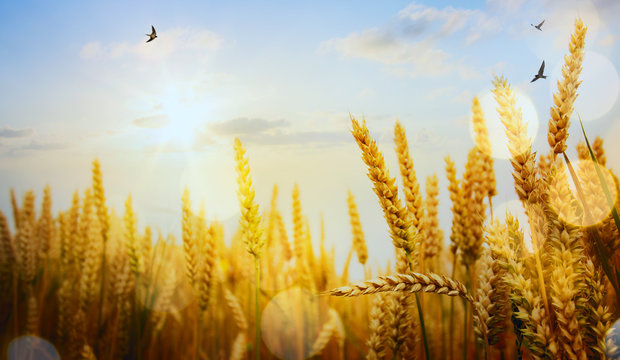 art backdrop of ripening ears of yellow wheat field on the sunse