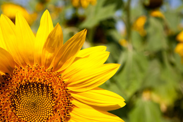 Obraz premium blooming sunflower
