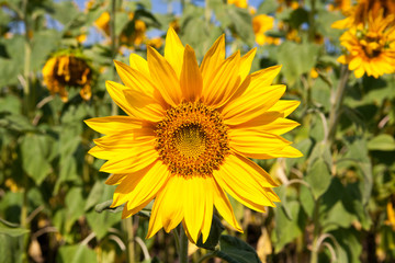 blooming sunflower