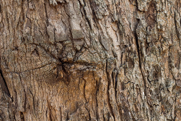 Texture wood Natural wood surface, ideal for backgrounds and textures.