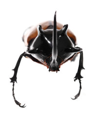 Golden five horned rhino beetle on a white background.
