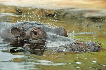 hippo in water - portrait