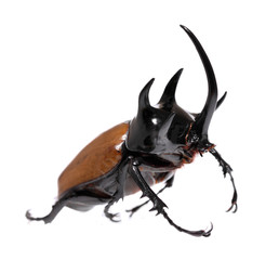 Golden five horned rhino beetle on a white background. © alexzeer