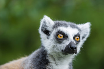 Fototapeta premium ring - tailed lemur (Lemur catta)