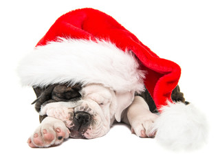 Cute sleeping english bulldog puppy dog wearing Santa hat