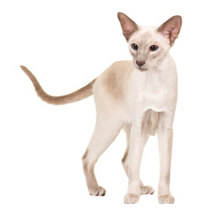 Pretty gracious siamese cat standing isolated at a white background