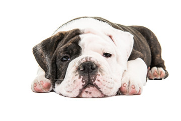 Cute lazy bulldog puppy lying down isolated at a white background