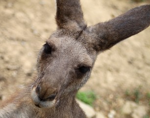 Kangourou (Portrait) 