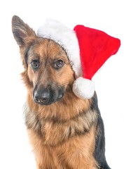 Cute german shepherd dog portrait wearing santa's hat isolated on a white background
