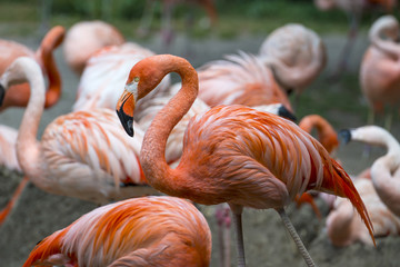 Fototapeta na wymiar Pink flamingos in group