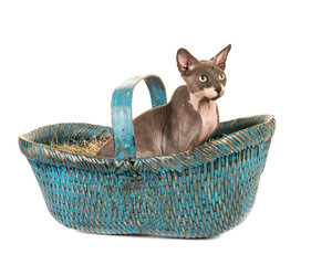Cute sphinx cat in a blue basket on a white background