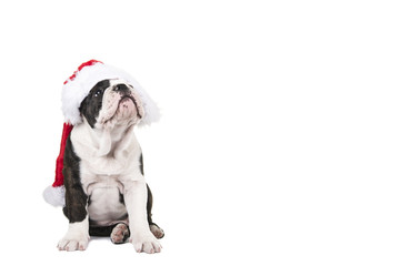 Sitting english bulldog puppy looking upwards wearing Santa's hat