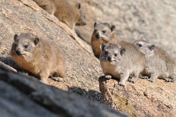 Group of prairie dog on the rocks